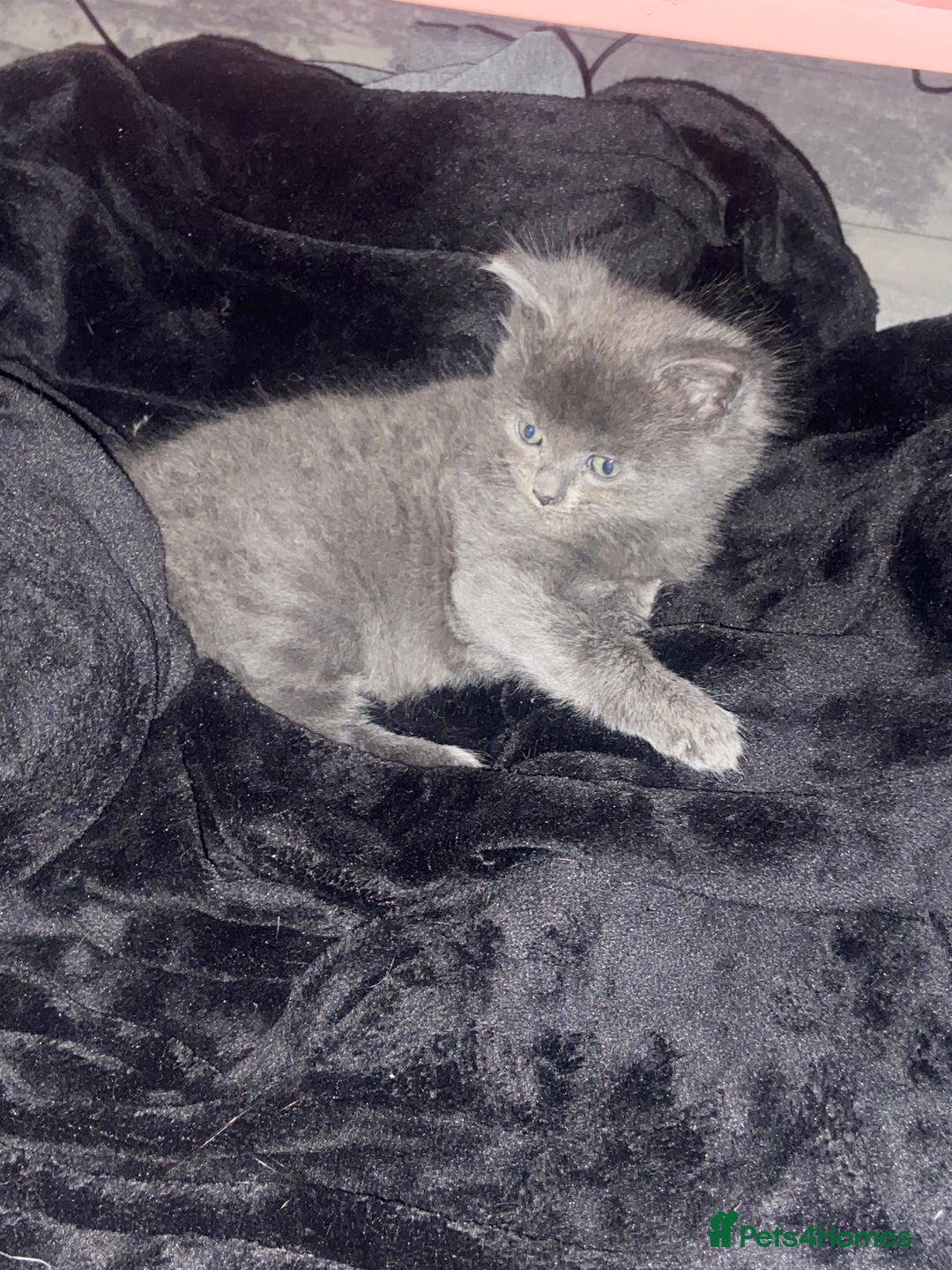 British Shorthair cats for sale: Kittens  - Image 8