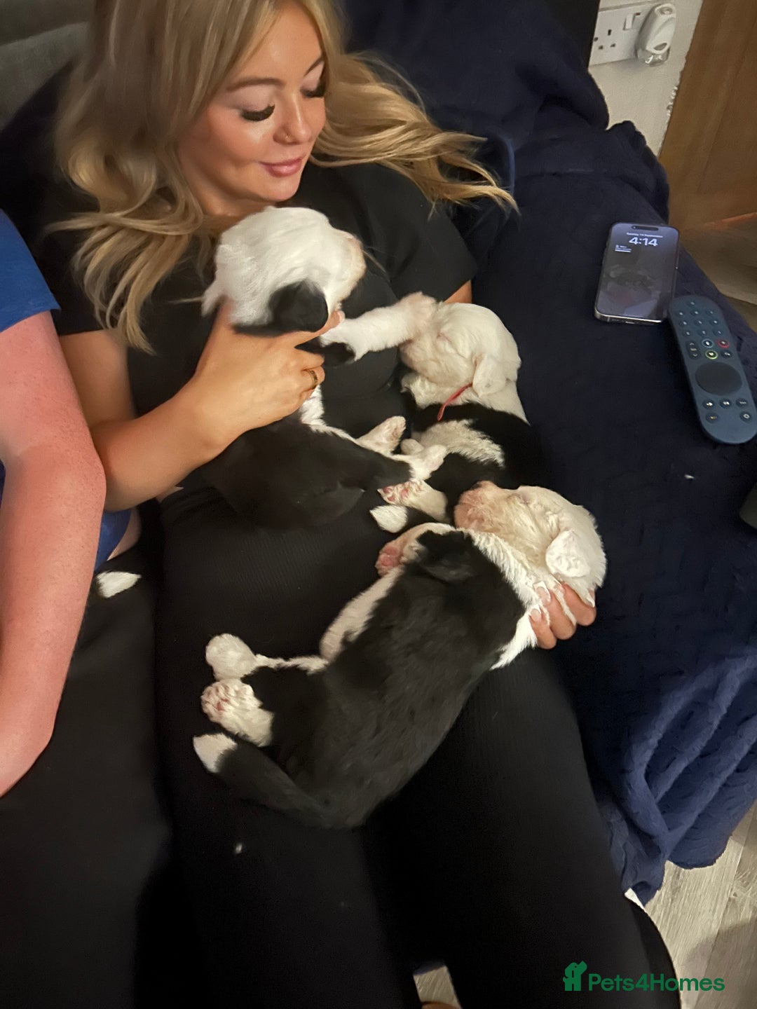 Old English Sheepdog dogs for sale: Kennel Club Reg Old English Sheepdog Puppies - Image 16