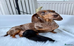 Dachshund dogs for sale: Miniature Smooth Haired Dachshund - Advert 2