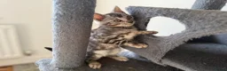 Bengal cats for sale: Rare Silver Grey Bengal TICA Kittens  - Advert 5