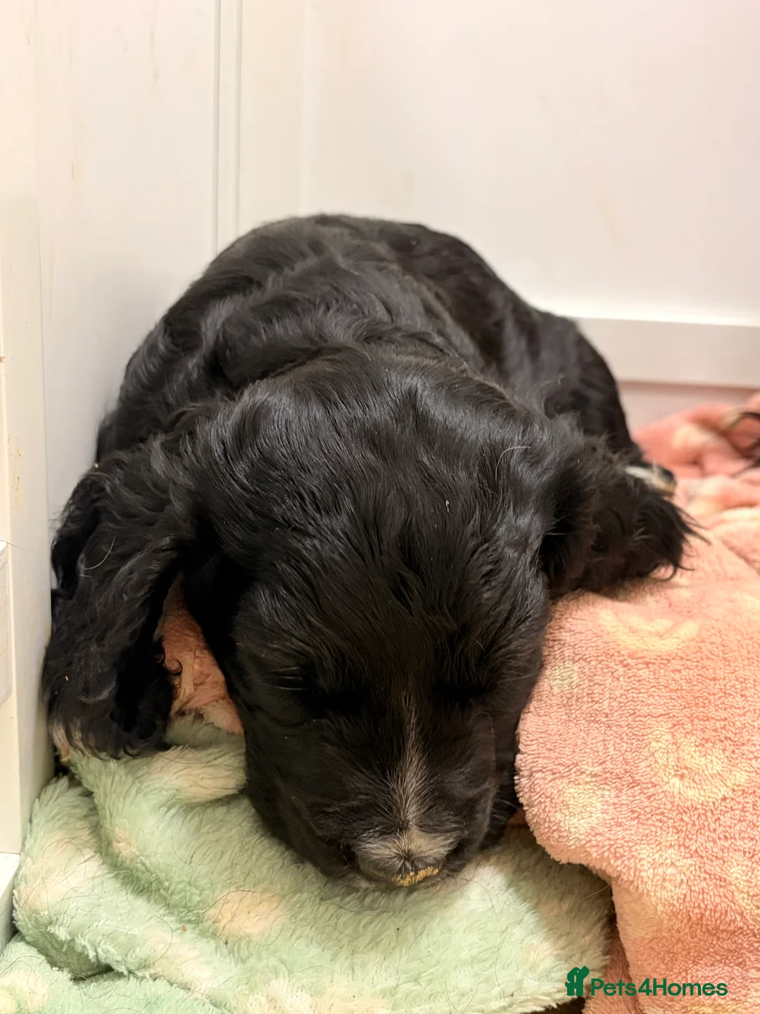 Cocker Spaniel dogs for sale: Black dog & black bitch  - Advert 9