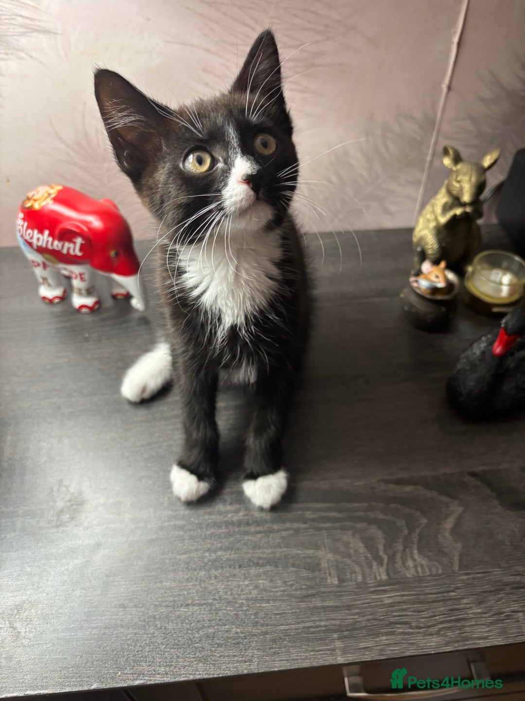 Domestic Shorthair cats for sale: 2 kittens available 1x male 1x female  - Image 2