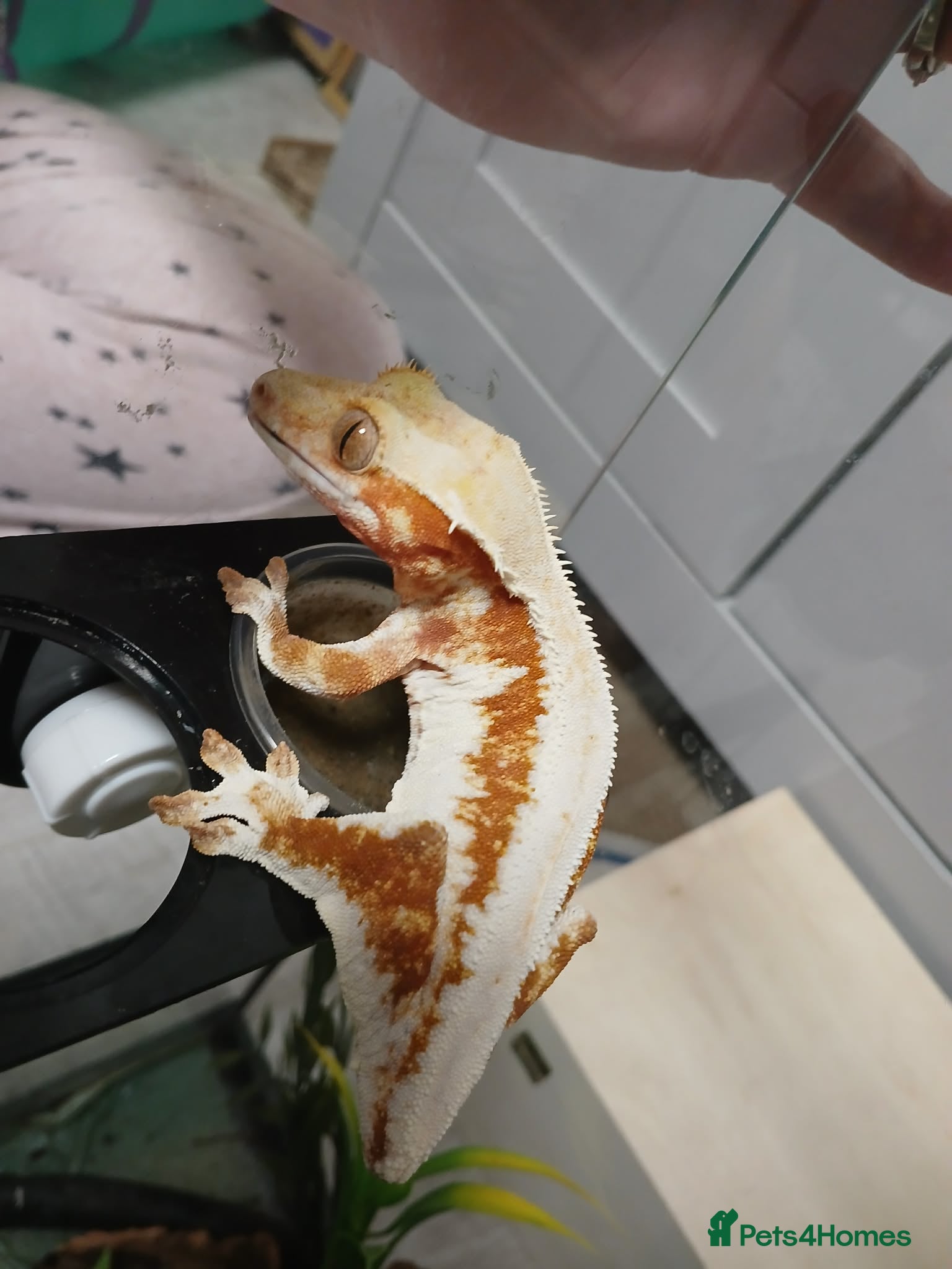 Gecko reptiles Lilly white female gecko - Advert 1