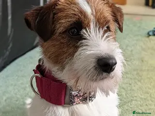 Jack Russell dogs DNA Health tested Jack Russell female - Advert 3