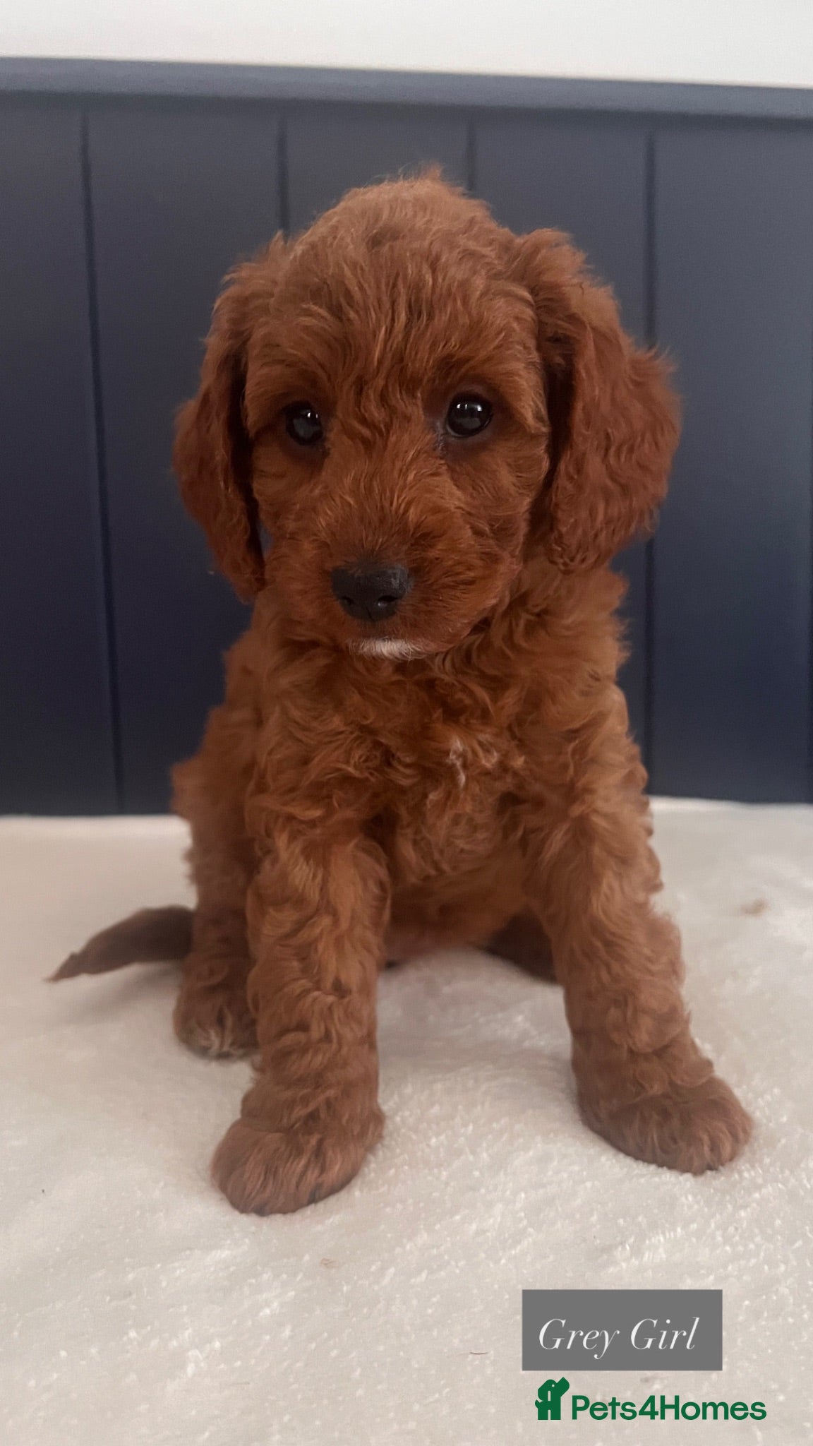 Cavapoo dogs Beautiful Cavapoo Puppies  - Advert 3