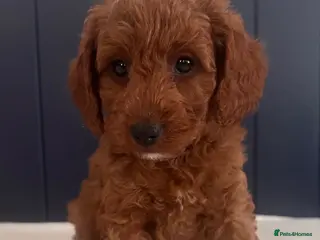 Cavapoo dogs Beautiful Cavapoo Puppies - Advert 3