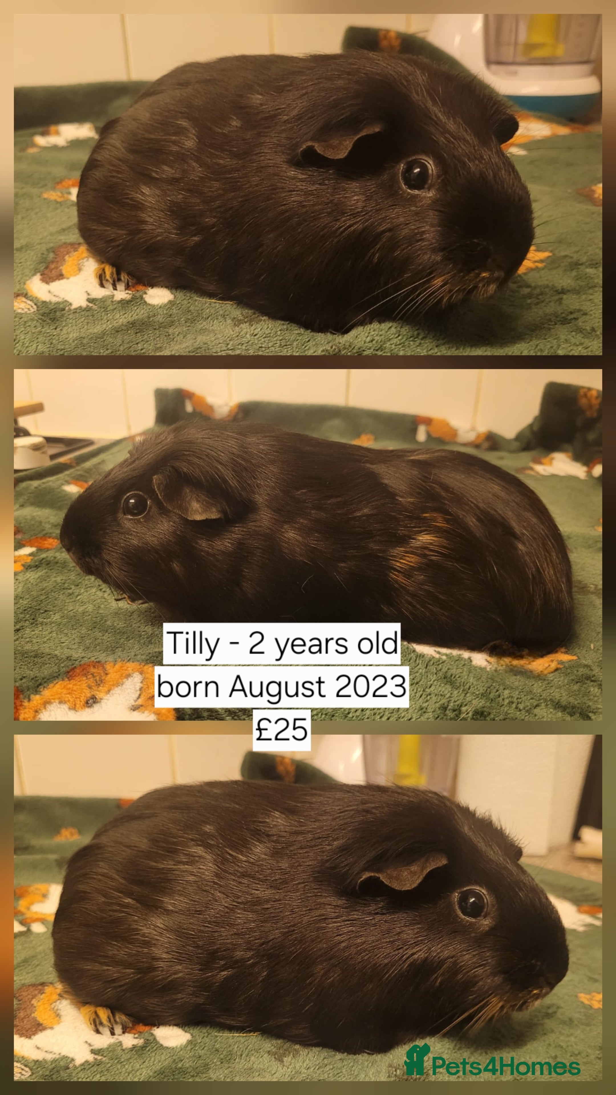 Guinea Pig rodents 6 Sow (female) guinea pigs for sale 👀🏡 - Advert 1