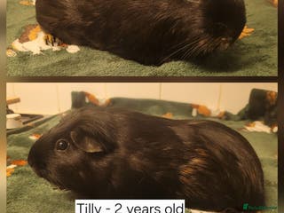 Guinea Pig rodents 6 Sow (female) guinea pigs for sale 👀🏡 - Advert 6