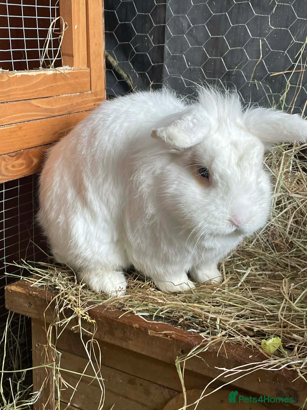 Mini Lion Lop rabbits for sale: Male mini lion lop - teeth removed - Advert 1