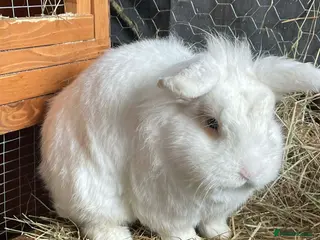 Mini Lion Lop rabbits Male mini lion lop - teeth removed - Advert 6