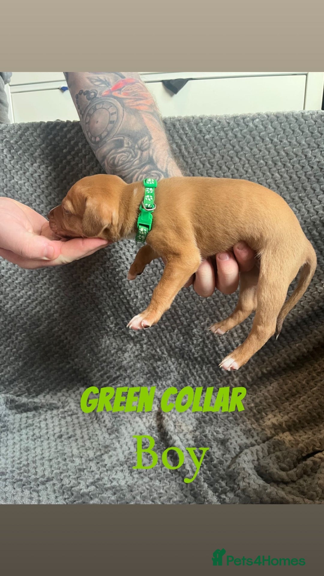 Mixed Breed dogs for sale: 11 Lurcher x Staffy pups for Sale! - Advert 24