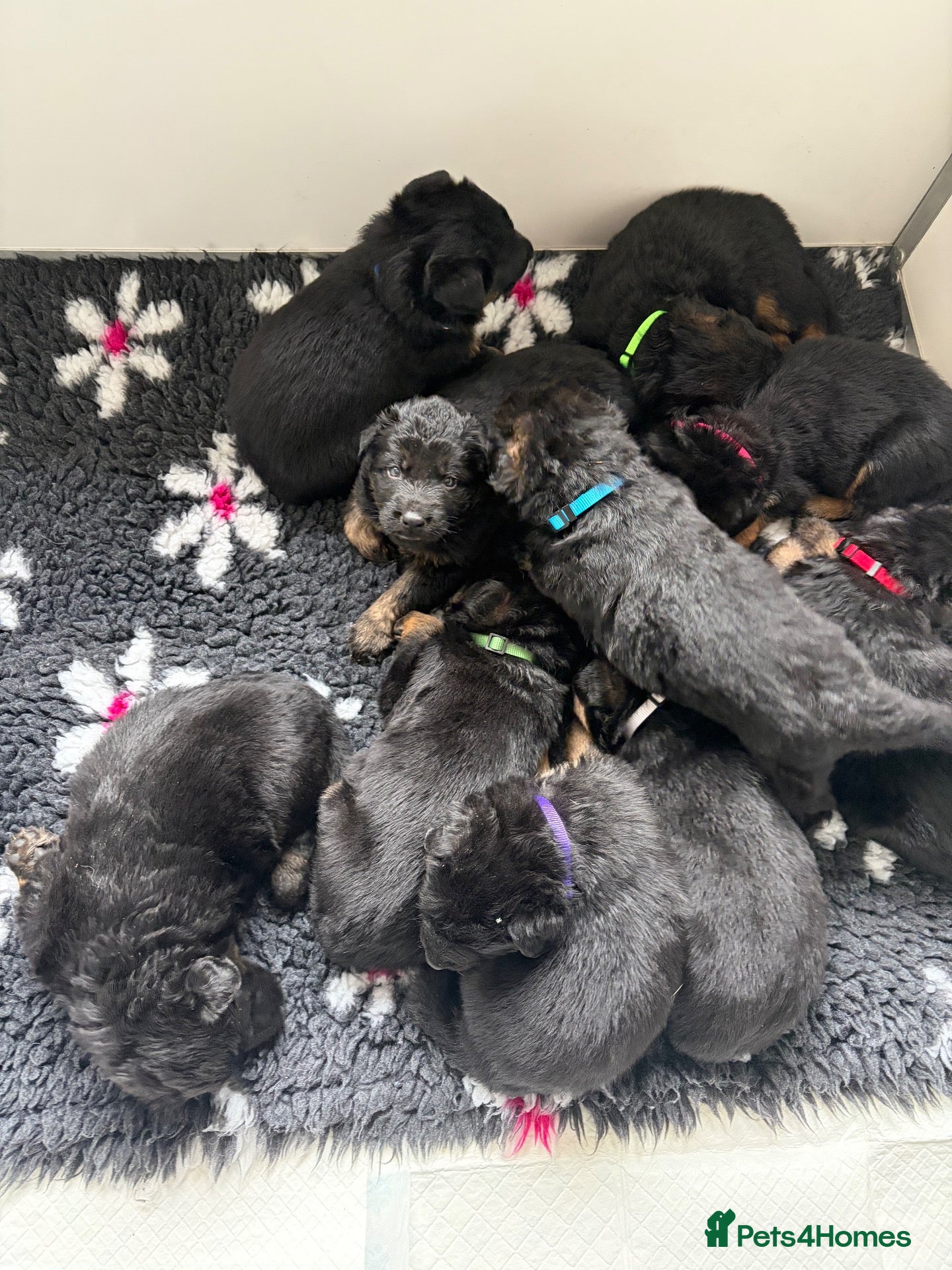 German Shepherd dogs 🐾 Beautiful German Shepherd Puppies 🐾 - Advert 2