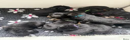 German Shepherd dogs for sale: 🐾 Beautiful German Shepherd Puppies 🐾 - Advert 1