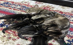 European cats for sale: Selling 4 beautiful tabbys - Advert 1
