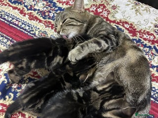 European cats Selling 4 beautiful tabbys - Advert 6