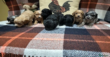 Cavapoo dogs - Advert 7