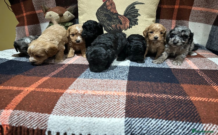 Cavapoo dogs - Advert 7