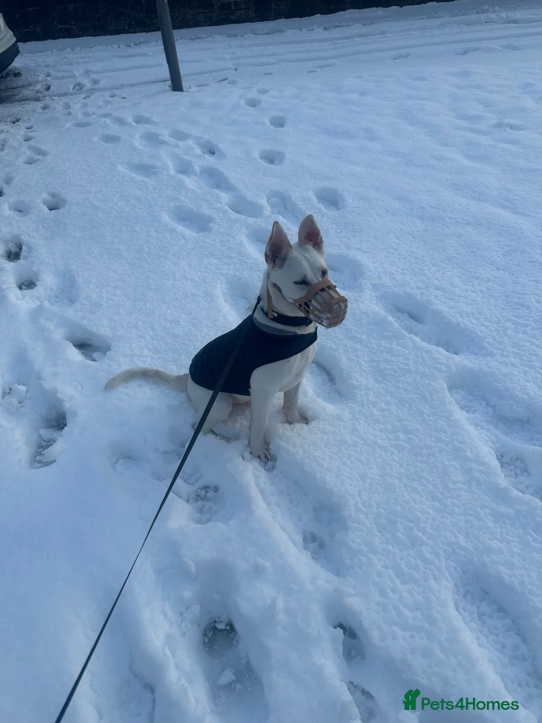 Mixed Breed dogs for sale: Mixed Belgian Malinois  - Advert 6