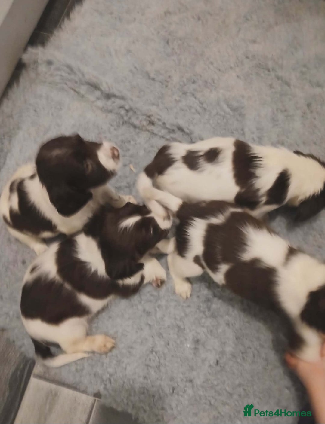 English Springer Spaniel dogs for sale: Springer spaniel pups - Advert 4