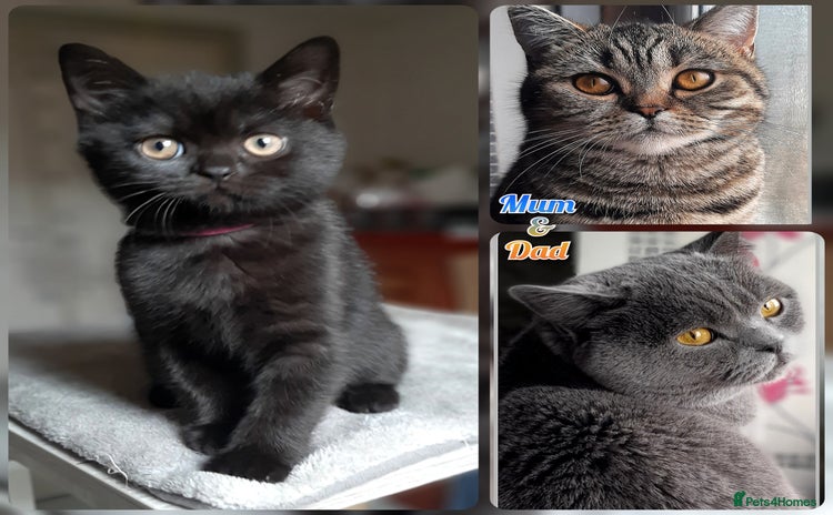 Mixed Breed cats - Advert 1