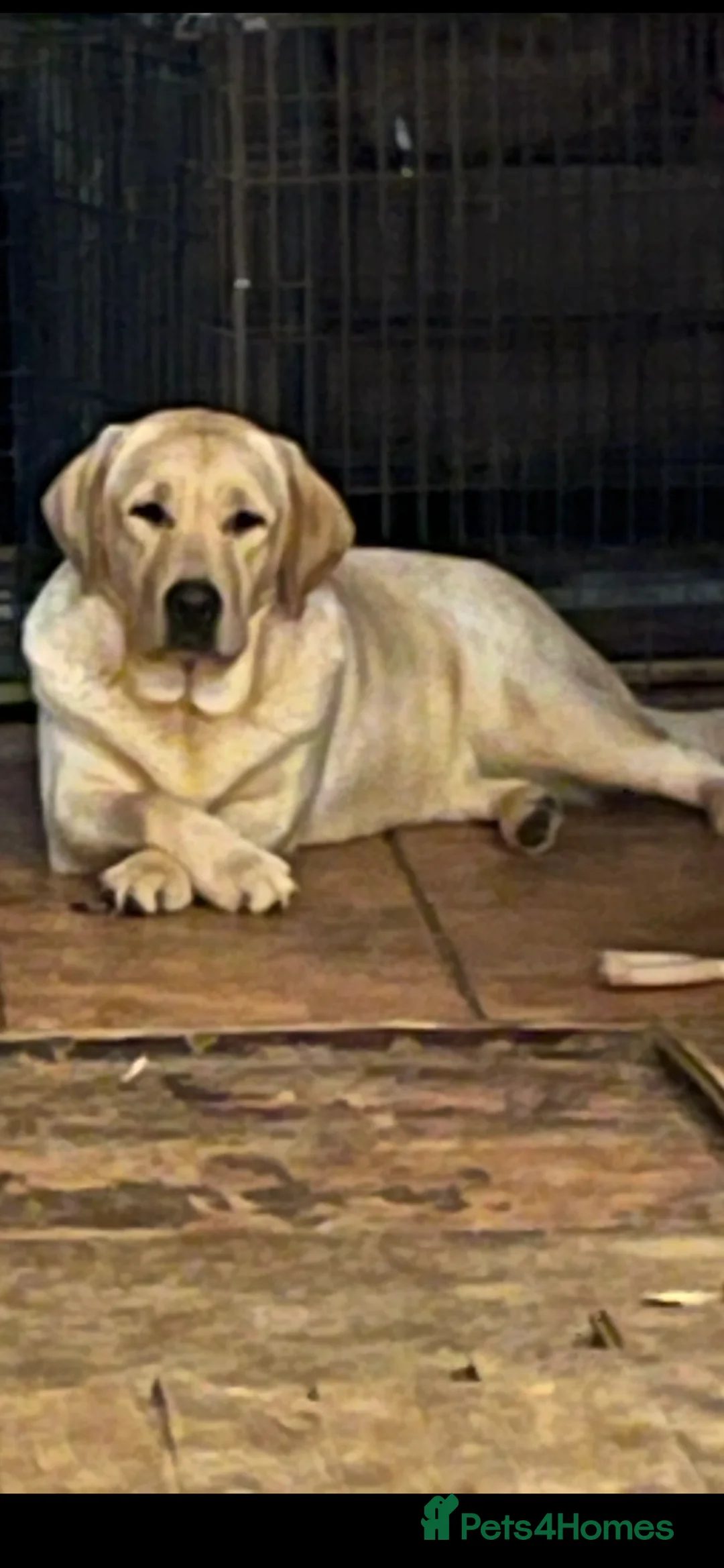 Gallery Image {{count}}