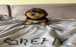 Yorkshire Terrier dogs for sale: Miniature Yorkshire Terrier  - Image 5