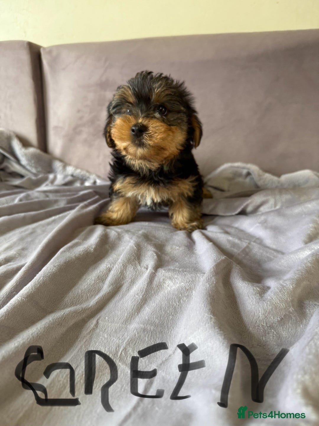 Yorkshire Terrier dogs for sale: Miniature Yorkshire Terrier  - Image 5