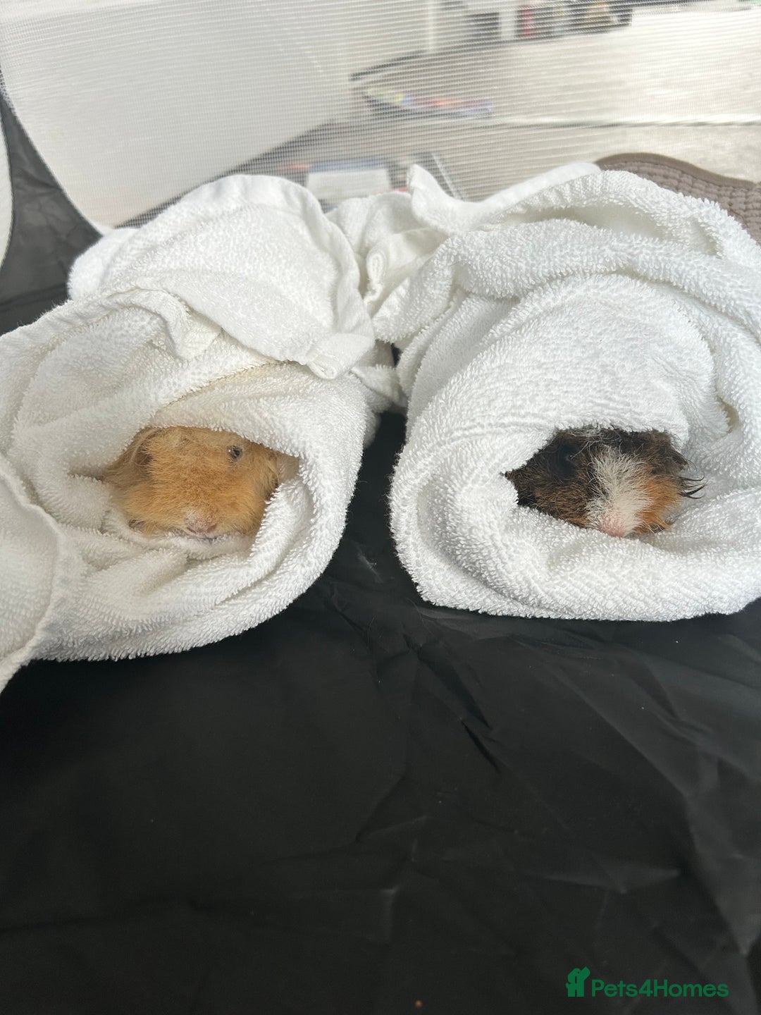 Guinea Pig rodents for sale: Two girl guinea pigs and set up  - Image 3