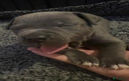 Staffordshire Bull Terrier dogs for sale: Blue Staffordshire bull terrier puppies  - Image 19