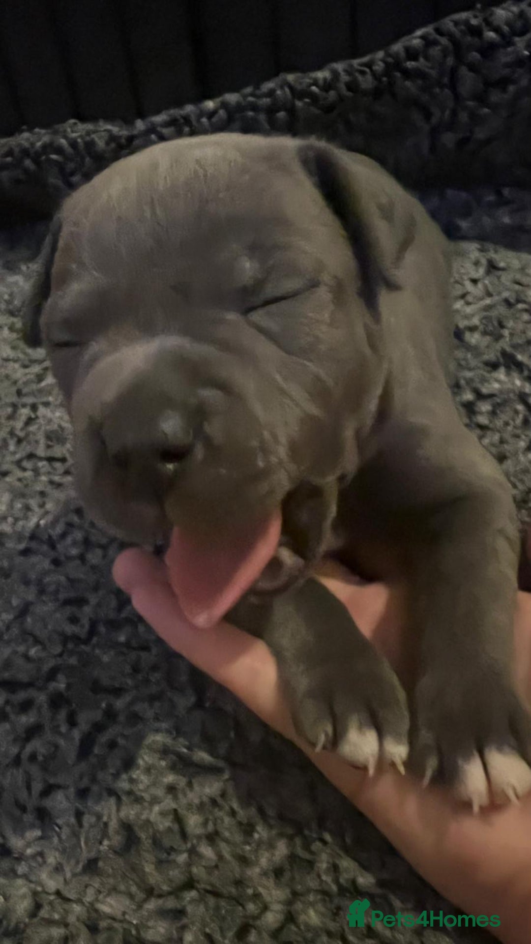Staffordshire Bull Terrier dogs for sale: Blue Staffordshire bull terrier puppies  - Image 19