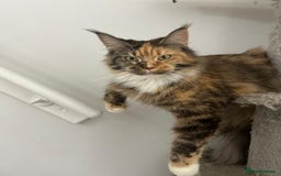 Maine Coon cats for sale: 5 Beautiful Maine Coon kittens for sale - Image 7