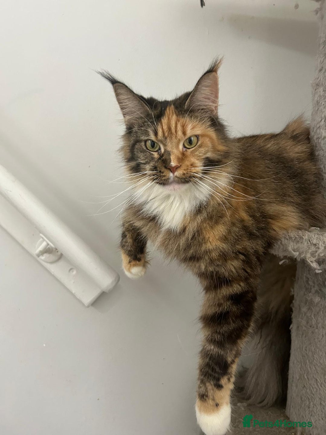 Maine Coon cats for sale: 5 Beautiful Maine Coon kittens for sale - Image 7