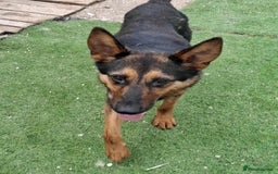German Shepherd dogs for adoption: RICO  - Image 1