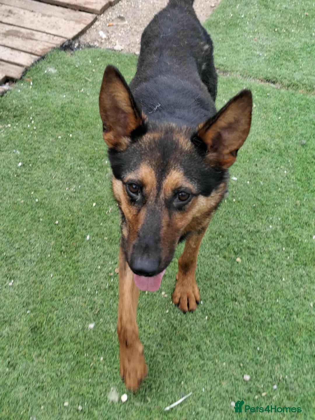 German Shepherd dogs for adoption: RICO  - Image 1