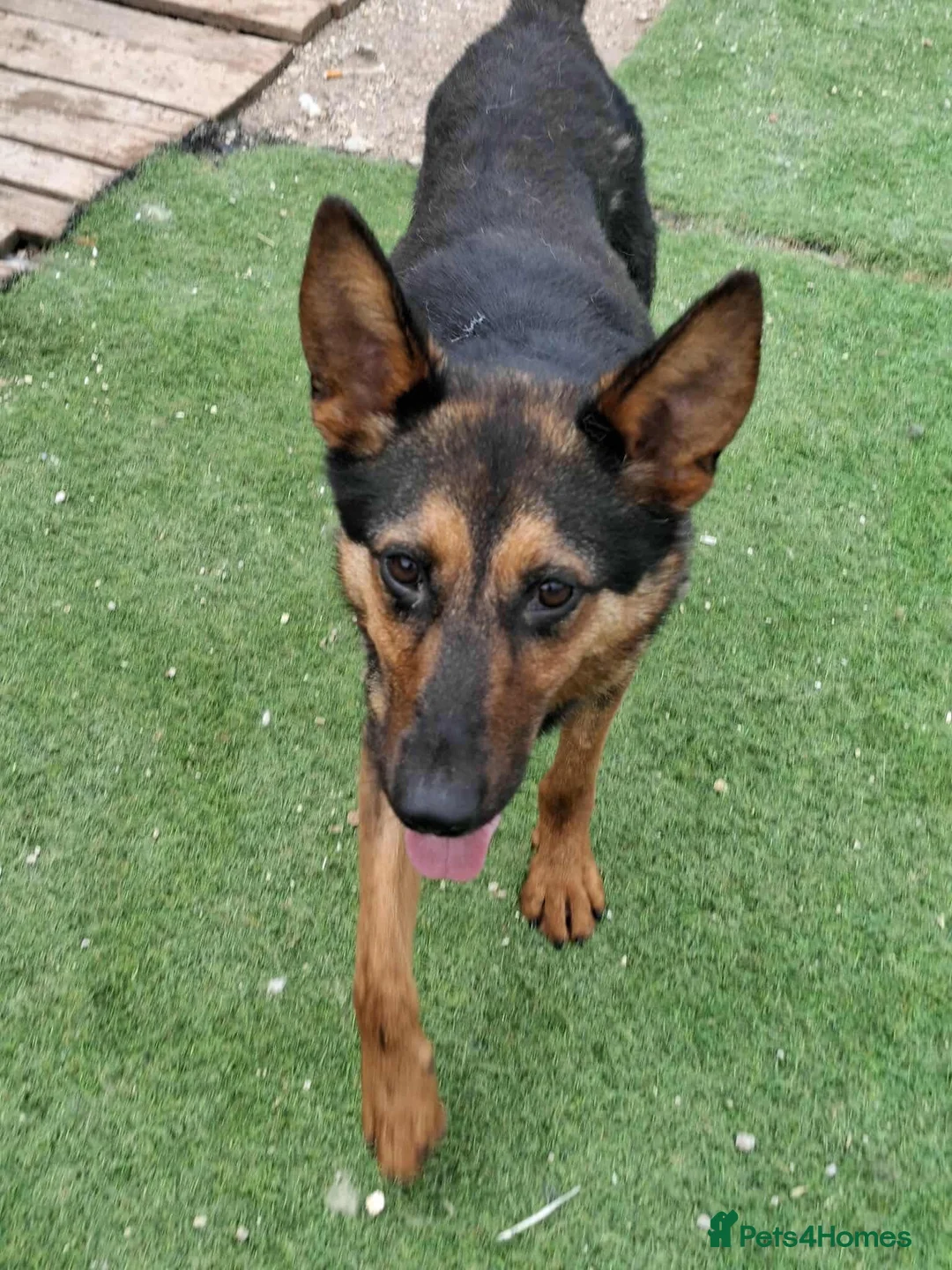 German Shepherd dogs for adoption: RICO  - Advert 2