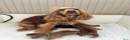 Cocker Spaniel dogs for sale: Outstanding Show cocker spaniels 4th generation  - Advert 8