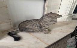 British Shorthair cats for sale: Last Chunky Golden Boy  ❤️ - Image 24