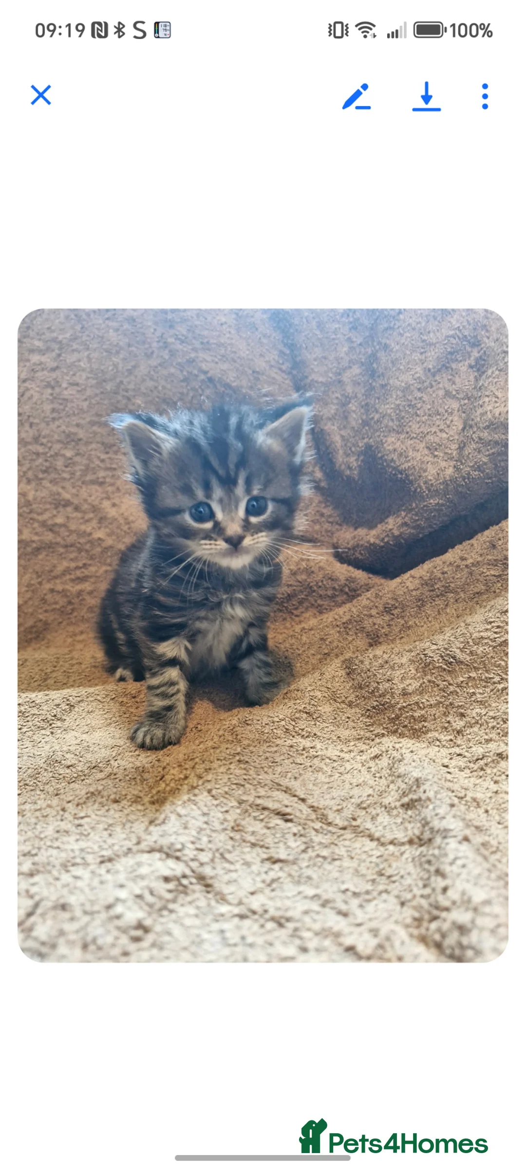 Maine Coon cats for sale: Maine coon kittens  in Norwich - Advert 4