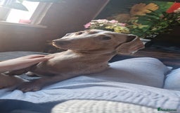 Dachshund dogs for stud: True Miniature Isabella Daple Boy in Burton-on-Trent - Image 6