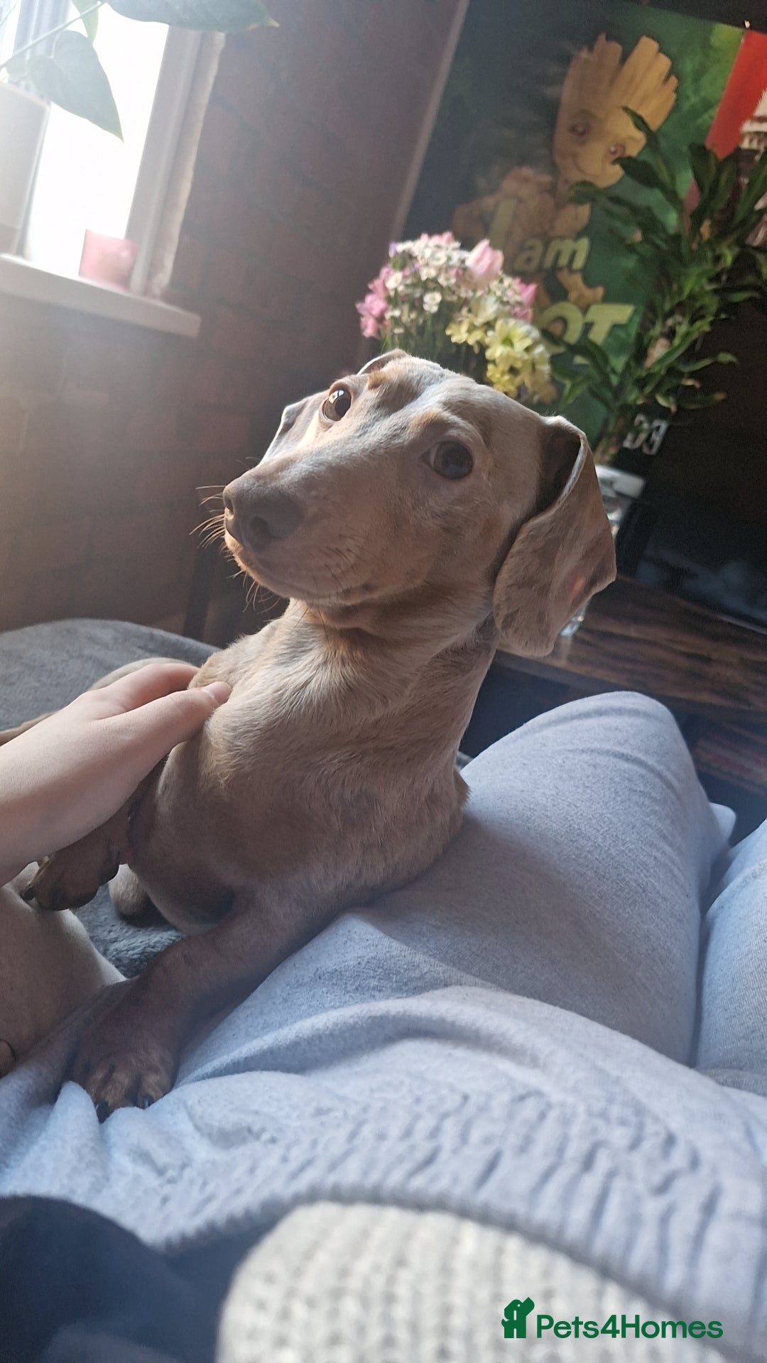 Dachshund dogs for stud: True Miniature Isabella Daple Boy in Burton-on-Trent - Image 6