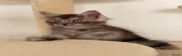 Maine Coon cats for sale: MaineCoon World Champion Bloodlines/London  - Advert 31
