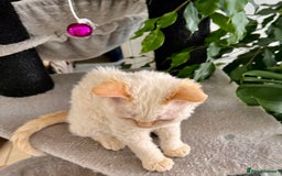 Selkirk Rex cats for sale: Gorgeous Selkirk Rex kittens - Image 30