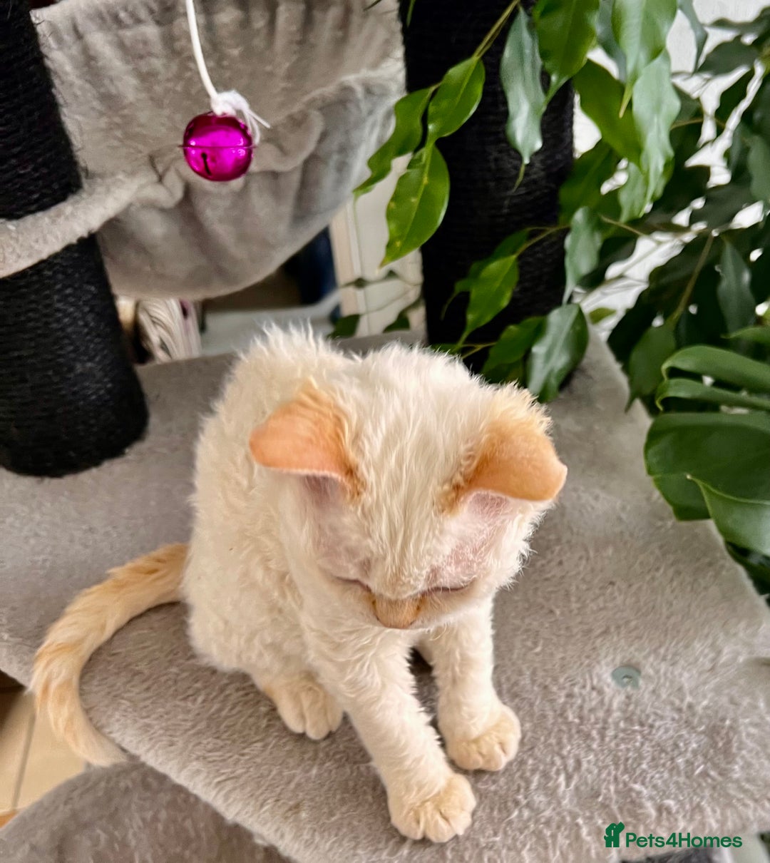 Selkirk Rex cats for sale: Gorgeous Selkirk Rex kittens - Image 30