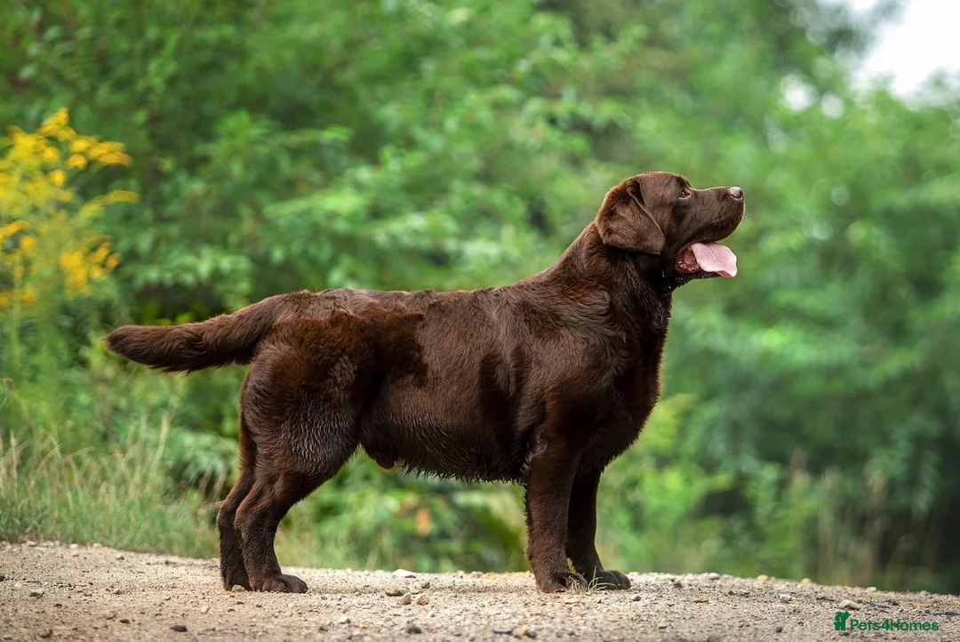 Labrador Retriever dogs for stud: CANEK (MEX IMP) CHOCOLATE LABRADOR STUD - Advert 2
