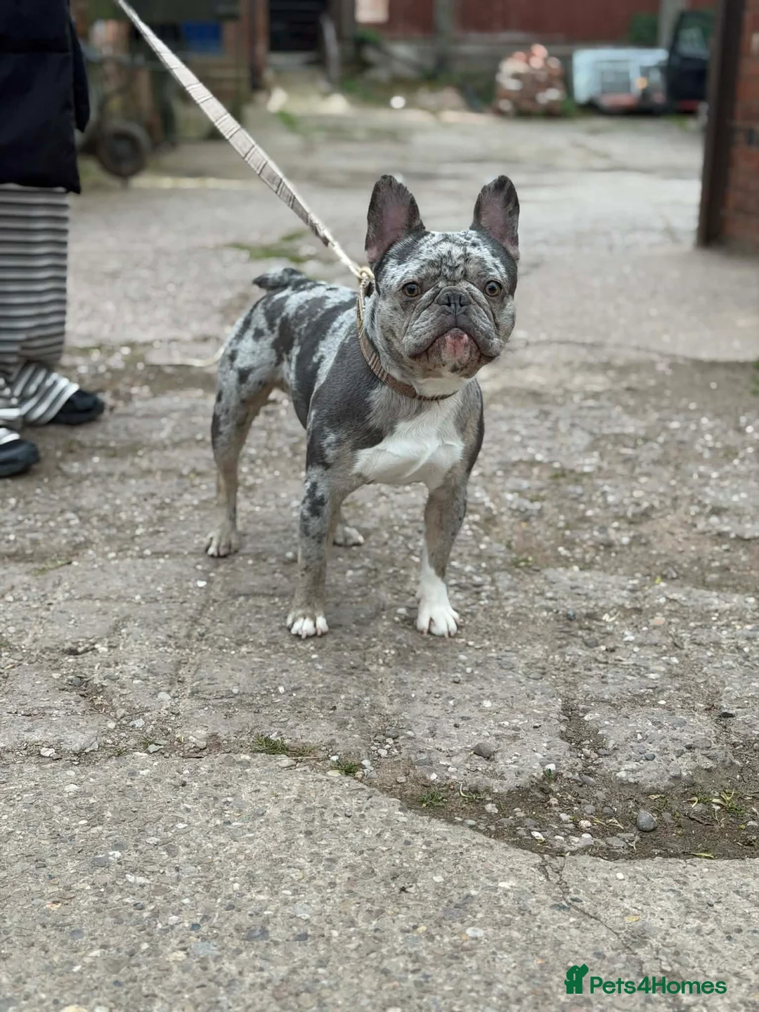French Bulldog dogs for stud: Diego stunning blue merle French bulldog stud 🐾  in Tamworth - Advert 2