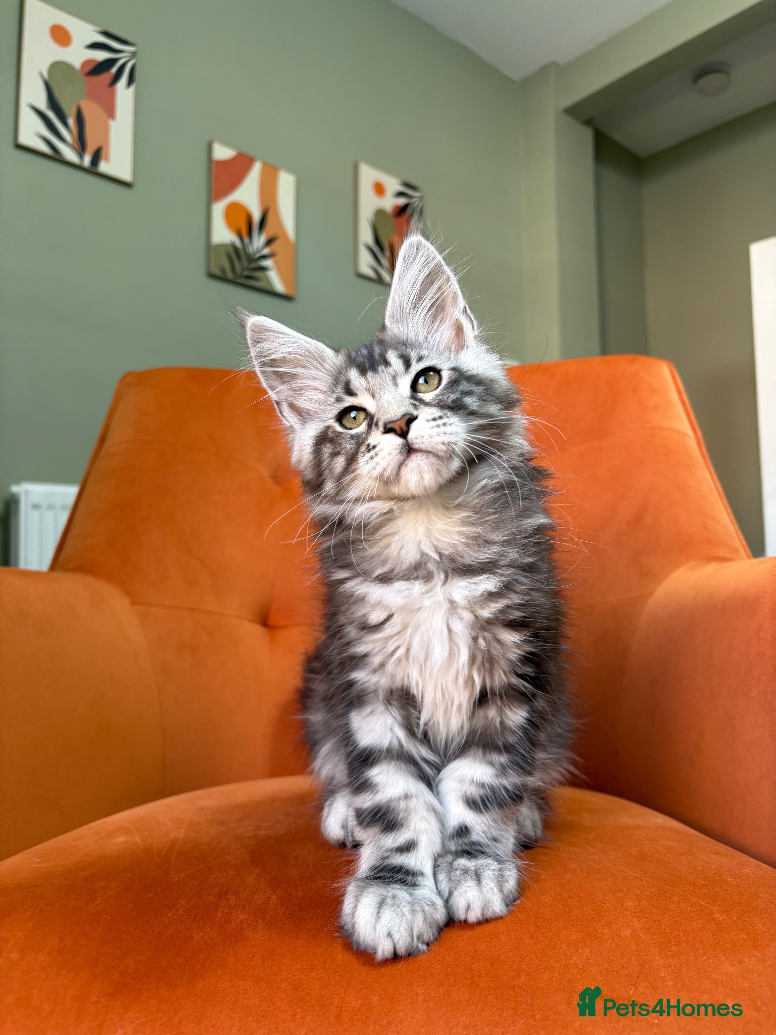 Maine Coon cats TICA Maine Coon Kittens 🐾 Ready 17 April - Advert 1