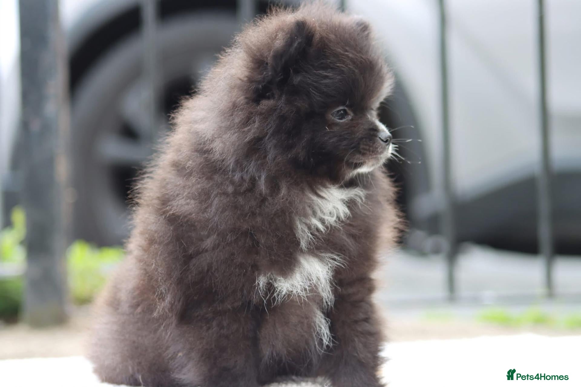 Pomeranian dogs LAST BABY BOY POMERANIAN. - Advert 1