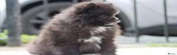 Pomeranian dogs for sale: Sold sold BABY BOY POMERANIAN. - Advert 2