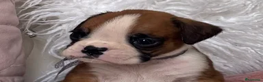 Boxer Puppy 5