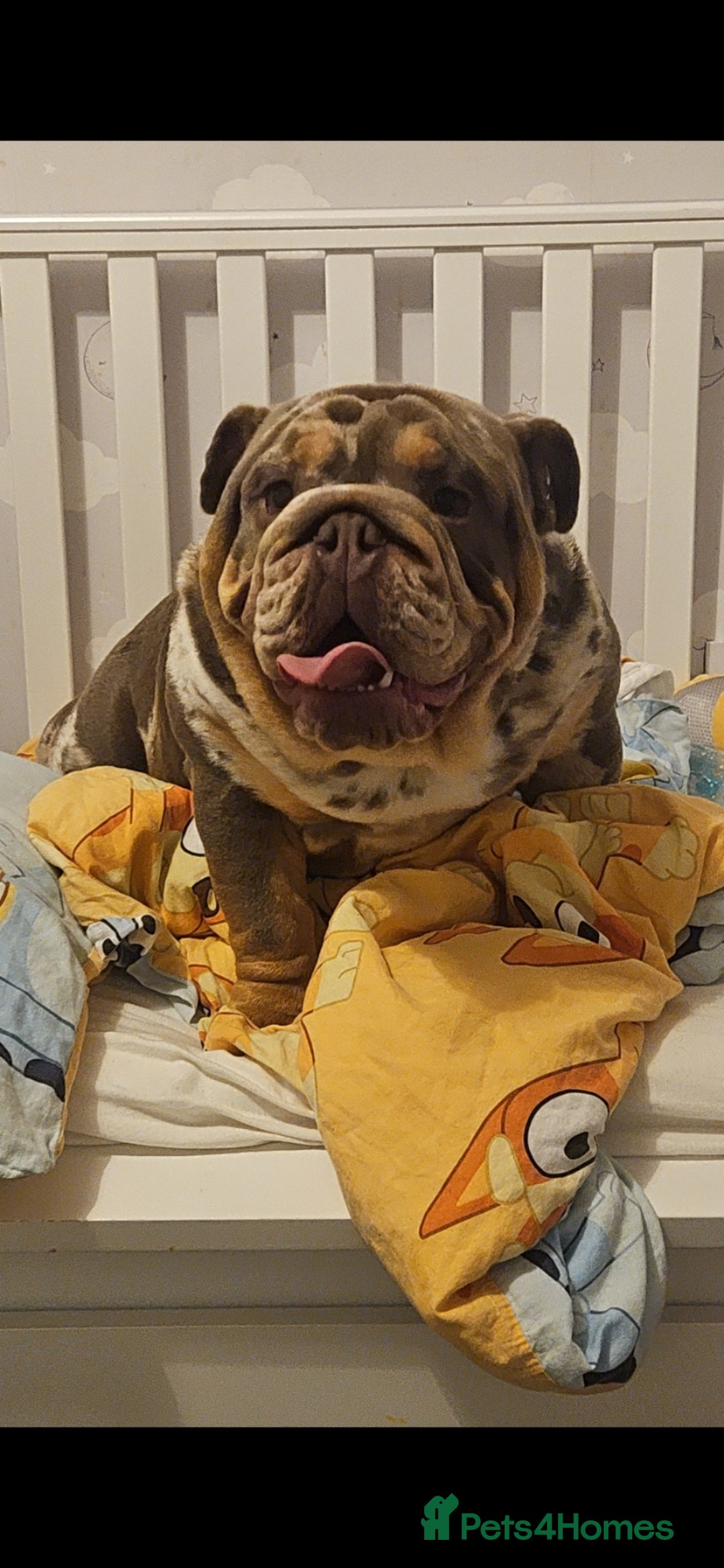 English Bulldog dogs British bulldog for stud - Advert 4